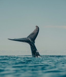 A Whale’s Tale