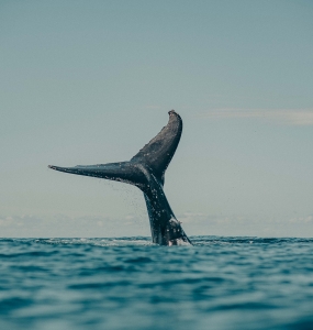 A Whale’s Tale