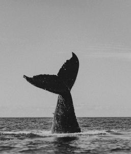 A Whale’s Tale Mono