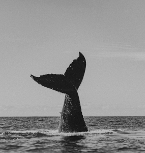 A Whale’s Tale Mono
