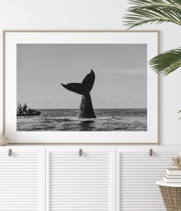 A Whale’s Tale Mono