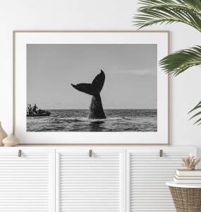 A Whale’s Tale Mono