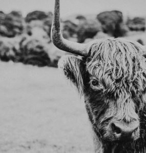Henry the Highland