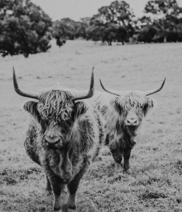 Two’s a Crowd